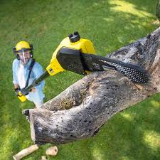 Best Tree Disease Treatment  in San Carlos Park, FL