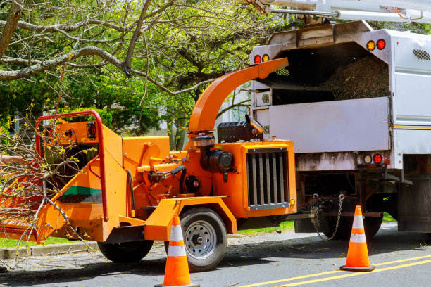 Best Tree Preservation Services  in San Carlos Park, FL