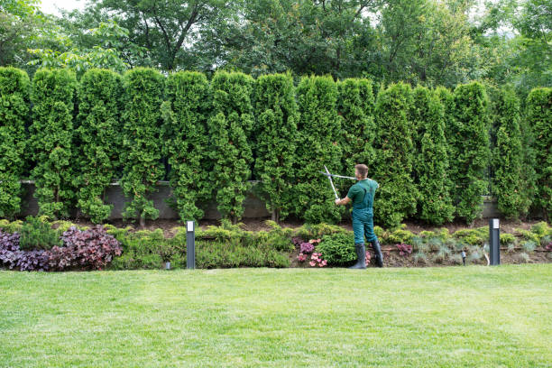 Best Tree and Shrub Care  in San Carlos Park, FL