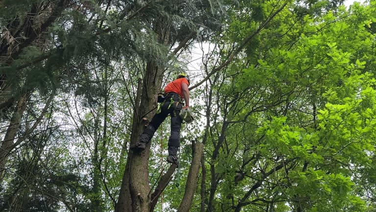 Best Commercial Tree Services  in San Carlos Park, FL