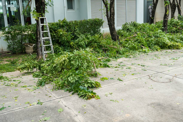 Best Leaf Removal  in San Carlos Park, FL