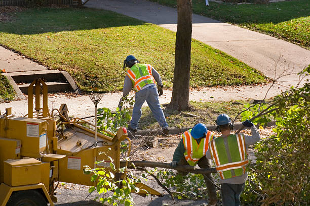 Best Hazardous Tree Removal  in San Carlos Park, FL