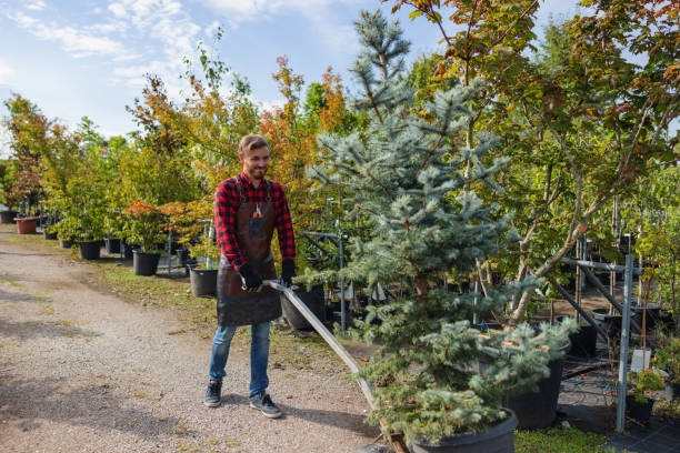 How Our Tree Care Process Works  in San Carlos Park, FL