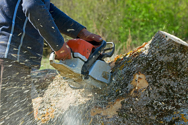 Tree and Shrub Care in San Carlos Park, FL